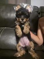 Puppy 3, a female Yorkshire Terrier for sale in Clovis, CA – 1 of 8