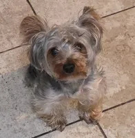 Puppy 3, a female Yorkshire Terrier for sale in Clovis, CA – 3 of 8
