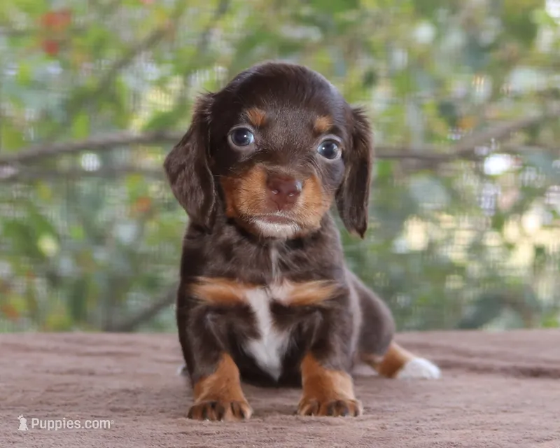 Puppy D Purebred DNA Tested