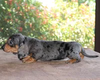 Benny Family Raised Purebred, a male Miniature Dachshund for sale in Haines City, FL – Photo 3 of 4