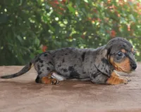 Benny Family Raised Purebred, a male Miniature Dachshund for sale in Haines City, FL – Photo 4 of 4