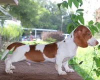 Thumper Purebred DNA Tested, a male Miniature Dachshund for sale in Haines City, FL – 3 of 3
