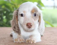 Mavis Dapple Family Raised Purebred DNA Tested, a female Miniature Dachshund for sale in Haines City, FL – 2 of 5
