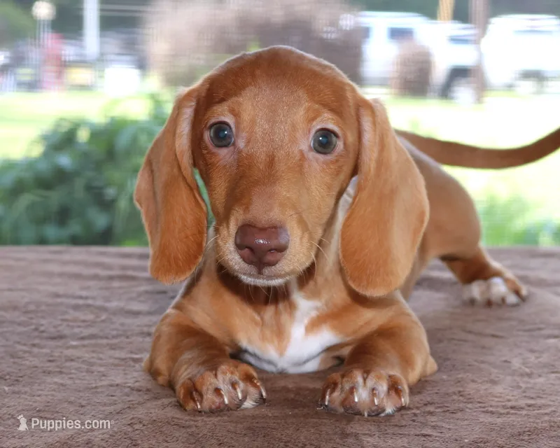 Clifford Purebred DNA Tested – Miniature Dachshund puppy for sale in Haines City, FL
