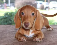Clifford Purebred DNA Tested, a male Miniature Dachshund for sale in Haines City, FL – 1 of 3