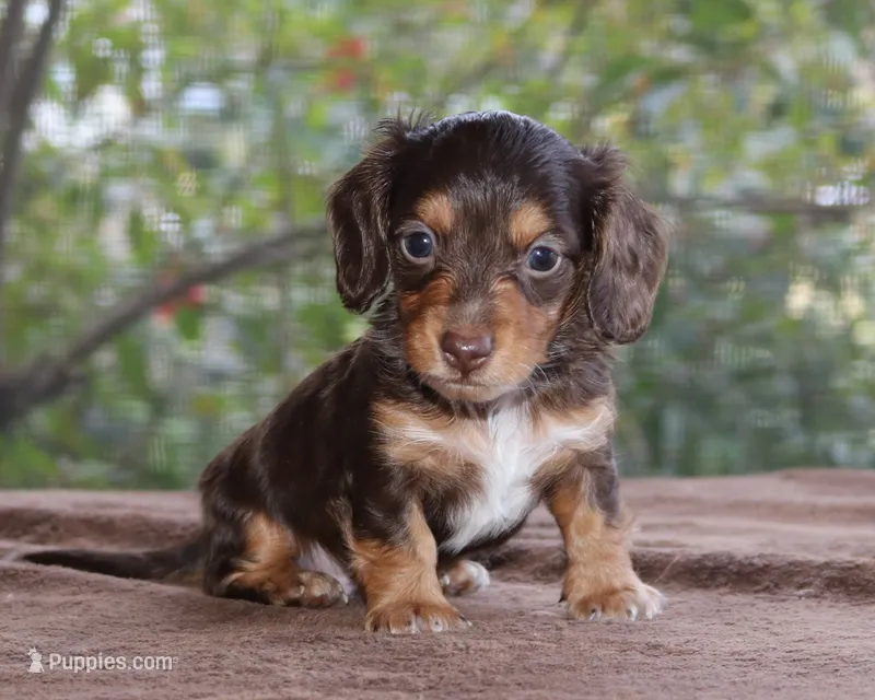 Puppy C Purebred DNA Tested