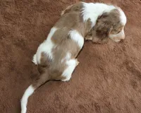 Moby Dapple Family Raised Purebred DNA Tested, a male Miniature Dachshund for sale in Haines City, FL – 5 of 5