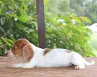 Mae Dapple Family Raised Purebred DNA Tested, a female Miniature Dachshund for sale in Haines City, FL – 3 of 5