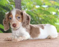 Moby Dapple Family Raised Purebred DNA Tested, a male Miniature Dachshund for sale in Haines City, FL – 2 of 5