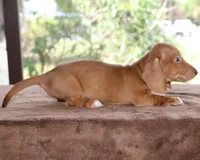 Clifford Purebred DNA Tested, a male Miniature Dachshund for sale in Haines City, FL – Photo 3 of 3