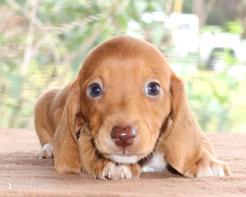 Clifford Purebred DNA Tested – Miniature Dachshund puppy for sale in Haines City, FL