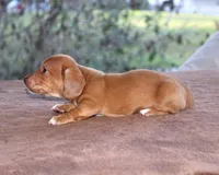 Clifford Purebred DNA Tested, a male Miniature Dachshund for sale in Haines City, FL – Photo 3 of 3