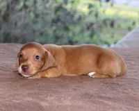 Clifford Purebred DNA Tested, a male Miniature Dachshund for sale in Haines City, FL – Photo 2 of 3