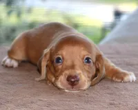 Clifford Purebred DNA Tested, a male Miniature Dachshund for sale in Haines City, FL – Photo 1 of 3