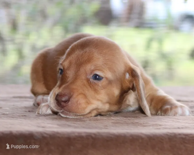 Clifford Purebred DNA Tested – Miniature Dachshund puppy for sale in Haines City, FL