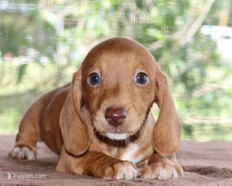 Clifford Purebred DNA Tested – Miniature Dachshund puppy for sale in Haines City, FL