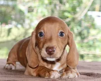 Clifford Purebred DNA Tested, a male Miniature Dachshund for sale in Haines City, FL – Photo 1 of 3