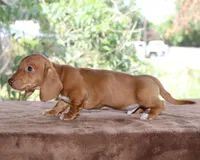 Clifford Purebred DNA Tested, a male Miniature Dachshund for sale in Haines City, FL – Photo 2 of 3