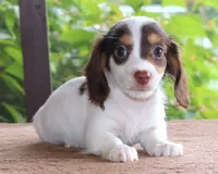 Milo Purebred DNA Tested Family Raised, a male Miniature Dachshund for sale in Haines City, FL – 2 of 5