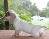 Mavis Dapple Family Raised Purebred DNA Tested, a female Miniature Dachshund for sale in Haines City, FL – 4 of 5