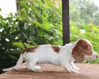 Mae Dapple Family Raised Purebred DNA Tested, a female Miniature Dachshund for sale in Haines City, FL – 4 of 5