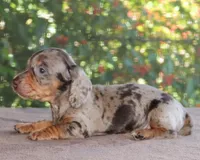 Richard Chocolate Dapple, a male Miniature Dachshund for sale in Haines City, FL – Photo 2 of 4