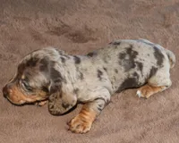 Richard Chocolate Dapple, a male Miniature Dachshund for sale in Haines City, FL – Photo 4 of 4