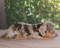 Richard Chocolate Dapple, a male Miniature Dachshund for sale in Haines City, FL – Photo 3 of 4