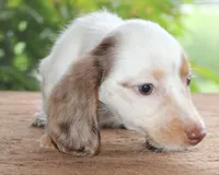 Mavis Dapple Family Raised Purebred DNA Tested, a female Miniature Dachshund for sale in Haines City, FL – 3 of 5