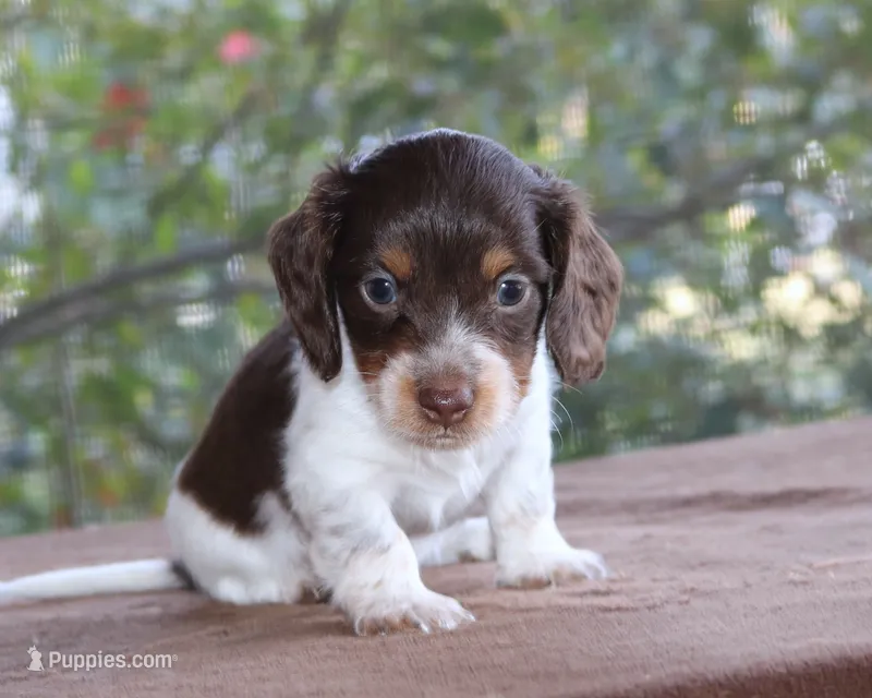 Puppy A Purebred DNA Tested