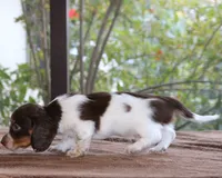 Puppy A Purebred DNA Tested, a male Miniature Dachshund for sale in Haines City, FL – Photo 2 of 6