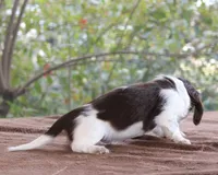 Puppy A Purebred DNA Tested, a male Miniature Dachshund for sale in Haines City, FL – Photo 3 of 6