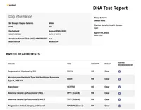 Puppy A Purebred DNA Tested, a male Miniature Dachshund for sale in Haines City, FL – Photo 4 of 6
