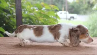 Moby Dapple Family Raised Purebred DNA Tested, a male Miniature Dachshund for sale in Haines City, FL – 4 of 5