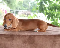 Tulip Purebred DNA Tested, a female Miniature Dachshund for sale in Haines City, FL – 4 of 5