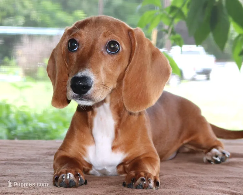 Tulip Purebred DNA Tested – Miniature Dachshund puppy for sale in Haines City, FL