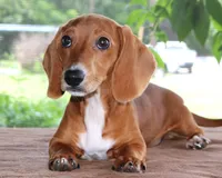 Tulip Purebred DNA Tested, a female Miniature Dachshund for sale in Haines City, FL – 1 of 5