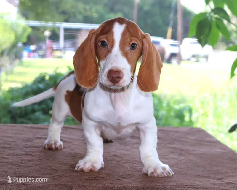 Thumper Purebred DNA Tested – Miniature Dachshund puppy for sale in Haines City, FL