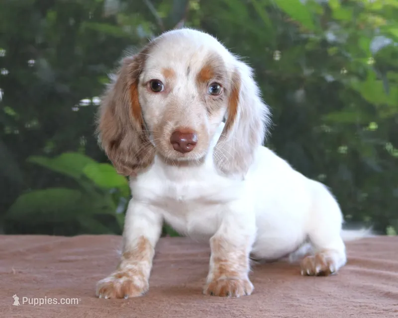 Mavis Dapple Family Raised Purebred DNA Tested – Miniature Dachshund puppy for sale in Haines City, FL