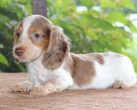 Moby Dapple Family Raised Purebred DNA Tested, a male Miniature Dachshund for sale in Haines City, FL – 3 of 5