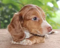 Marvin Family Raised Purebred DNA Tested, a male Miniature Dachshund for sale in Haines City, FL – 2 of 4