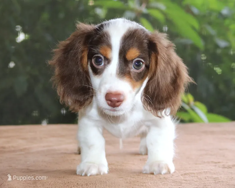 Milo Purebred DNA Tested Family Raised – Miniature Dachshund puppy for sale in Haines City, FL