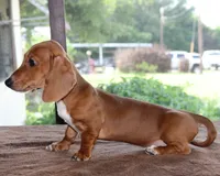 Tulip Purebred DNA Tested, a female Miniature Dachshund for sale in Haines City, FL – 4 of 5