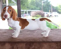 Thumper Purebred DNA Tested, a male Miniature Dachshund for sale in Haines City, FL – 2 of 3