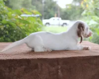 Mavis Dapple Family Raised Purebred DNA Tested, a female Miniature Dachshund for sale in Haines City, FL – 5 of 5