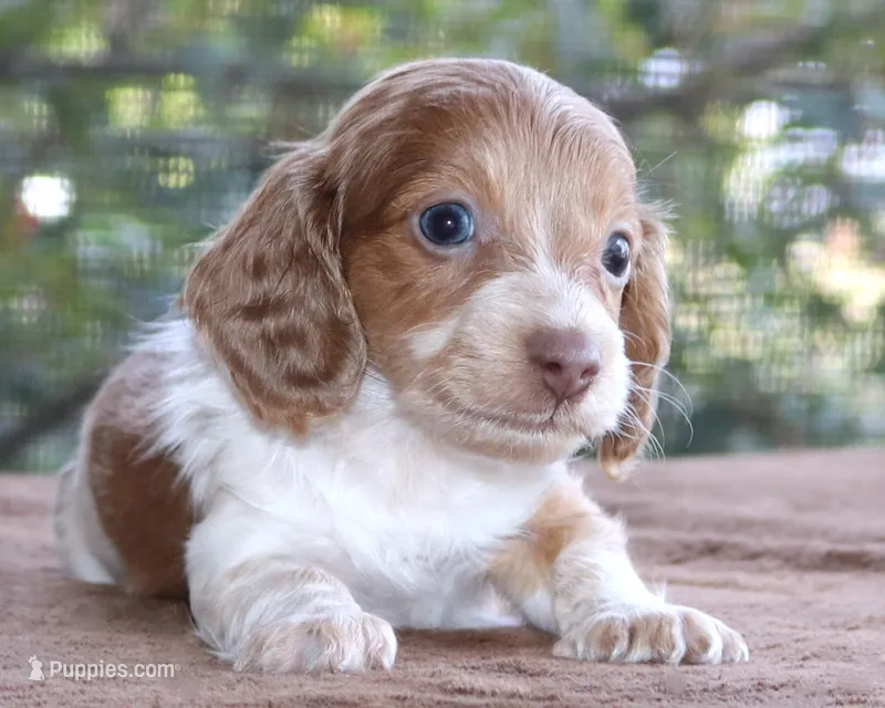 Puppy B Purebred DNA Tested