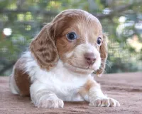 Puppy B Purebred DNA Tested, a male Miniature Dachshund for sale in Haines City, FL – Photo 1 of 6