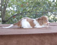 Puppy B Purebred DNA Tested, a male Miniature Dachshund for sale in Haines City, FL – Photo 3 of 6