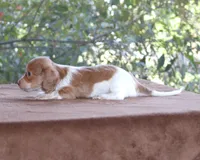 Puppy B Purebred DNA Tested, a male Miniature Dachshund for sale in Haines City, FL – Photo 2 of 6