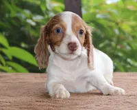 Mae Dapple Family Raised Purebred DNA Tested, a female Miniature Dachshund for sale in Haines City, FL – 2 of 5